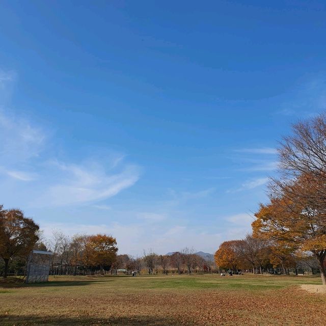 12월 첫째주 여전히 가을느낌 물씬 단풍놀이 가능한 부산 을숙도공원