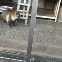 fox lovers come here!