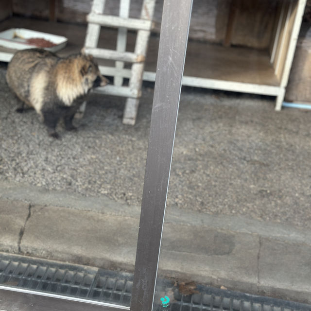 fox lovers come here!