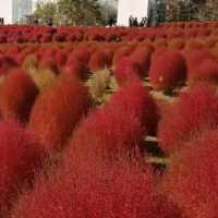 ทุ่งดอกโคเชีย ที่สวนเกษตรโออิตะ