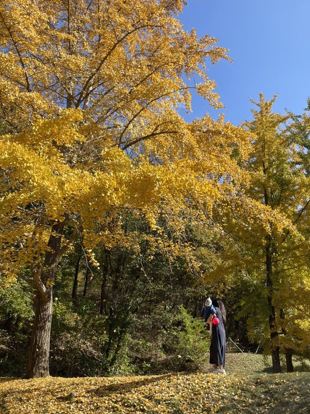 파주 은행나무 맛집 이이유적💛