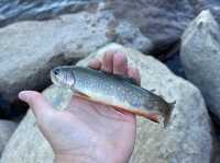 Guide to John Muir Wilderness: A Wilderness Escape and some 🎣 