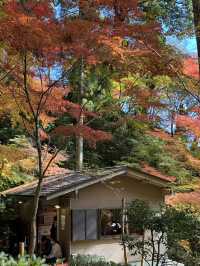 #日本紅葉實況 佐賀県大興善寺超美楓葉🍁
