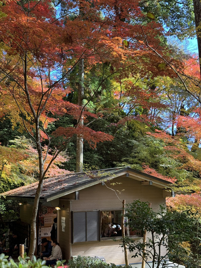 #日本紅葉實況 佐賀県大興善寺超美楓葉🍁
