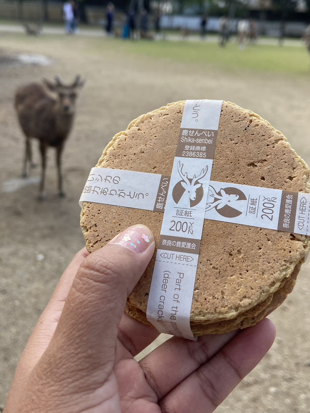 Nara Park: A Magical Meeting with Japan’s Sacred Deer