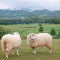 🐑 ฟาร์มแกะเปิดใหม่ในตัวเมืองเชียงราย