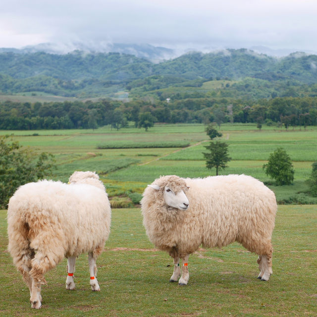 🐑 ฟาร์มแกะเปิดใหม่ในตัวเมืองเชียงราย