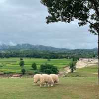 🐑 ฟาร์มแกะเปิดใหม่ในตัวเมืองเชียงราย