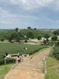 Choui Fong Chiang Rai Tea Plantation