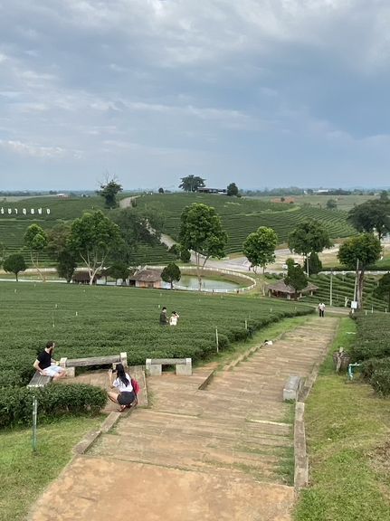 Choui Fong Chiang Rai Tea Plantation