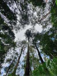 Mount Field National Park