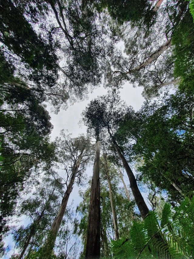 Mount Field National Park
