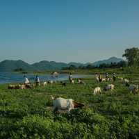 “ปราณบุรี”มุมนี้ทั้งสวยทั้งชิลฟีลตปทมากกก🐑🏞🐐 