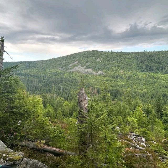 Bavarian Forest National Park