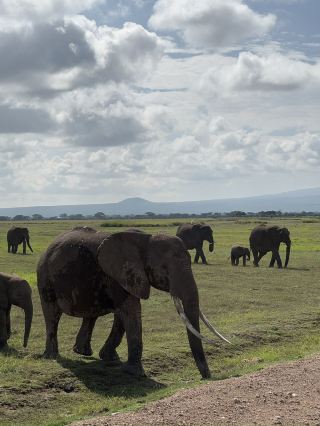 Safari trip at Amboseli National Park 🇰🇪
