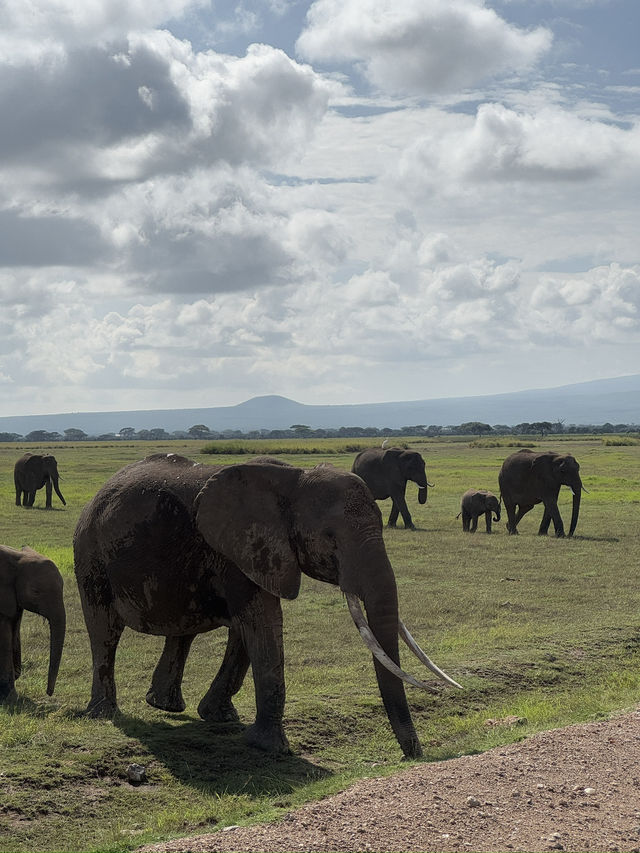 Safari trip at Amboseli National Park 🇰🇪