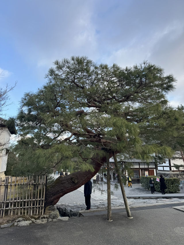 Magnificent Tenryu-ji Temple, Kyoto 🇯🇵