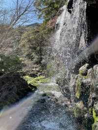 【伊豆×初春の旅】日本で最も早咲きと言われる梅園