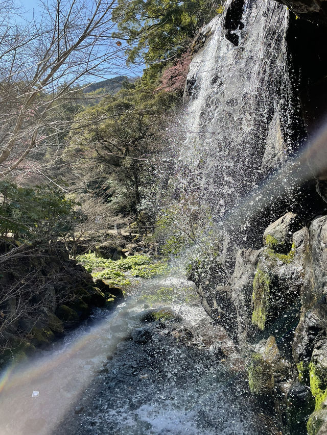 【伊豆×初春の旅】日本で最も早咲きと言われる梅園