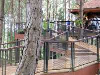 cedar ป่าสนคาเฟ่ @ เขาค้อ