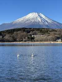 山中湖🇯🇵單車遊湖賞富士山🗻