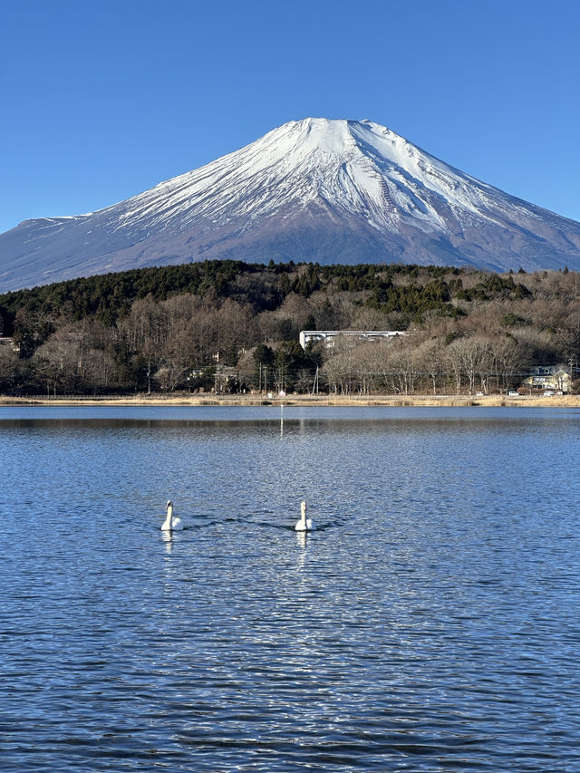 山中湖🇯🇵單車遊湖賞富士山🗻