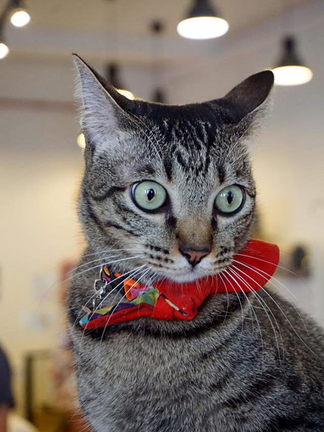 A Purr-fect Afternoon with a Dozen Cats at The Cat Café Bugis