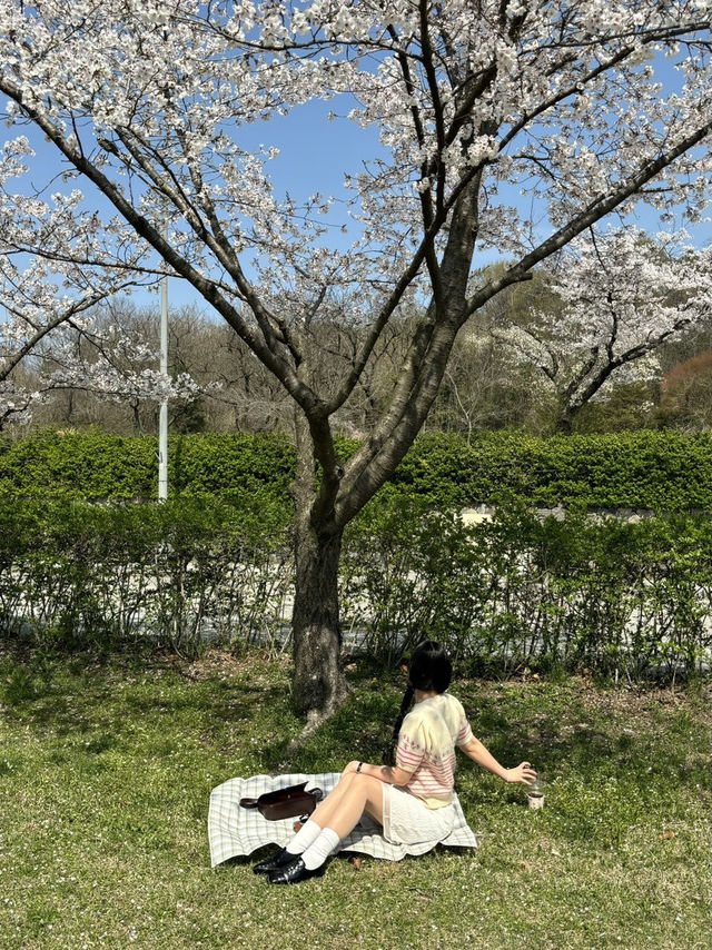 부여 피크닉