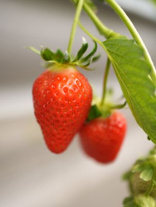 不得了的草莓🍓場—場內食到飽！