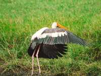A Full-Day Safari in Yala National Park