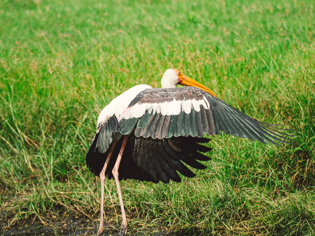 A Full-Day Safari in Yala National Park