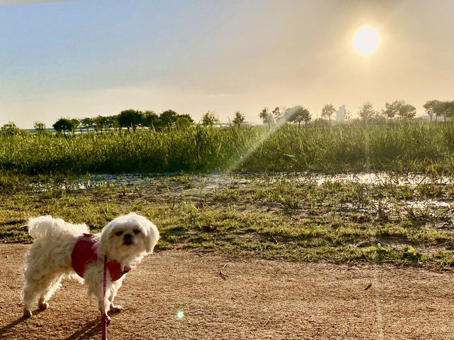 🐶🐾강아지 산책하러 화명생태공원🌼