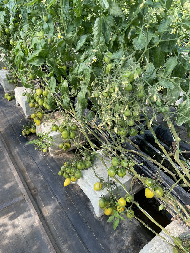 ｜台灣｜新竹金勇DIY番茄農場-體驗田園樂趣