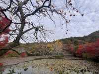 One-Hour Sojourn at Ryoan-ji Temple