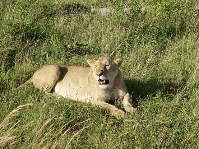 Unforgettable 3-Day Safari in Maasai Mara🦁