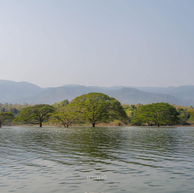 Unseen Chiang Mai 🌳✨ ต้นฉำฉาใต้น้ำ