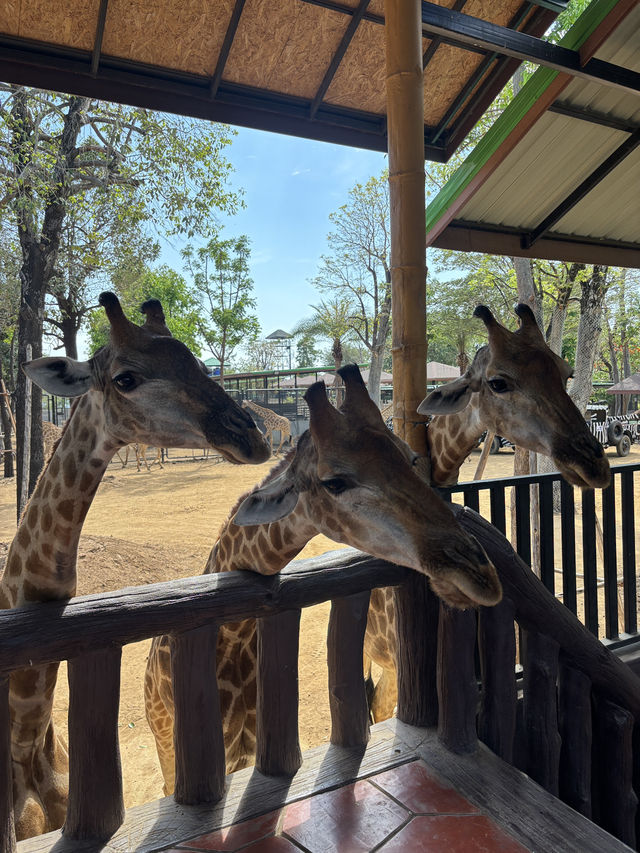 曼谷🇹🇭必推！大城動物園🦒距離近又有滿滿的長頸鹿