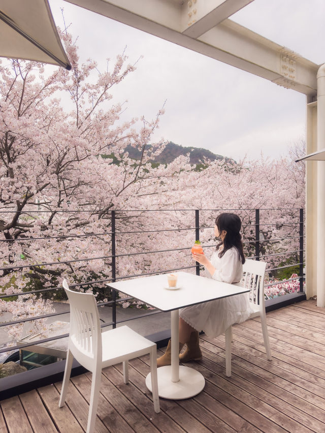 부산 벚꽃뷰 테라스 카페🌸