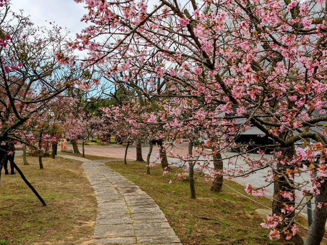 中科崴立櫻花公園賞櫻美景