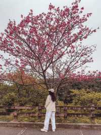 ⟪沖繩八重岳櫻之森公園⟫ 2月尾捉緊緋寒櫻的尾巴