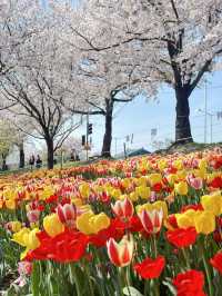 韓國🇰🇷 釜山 三樂生態公園賞櫻🌸