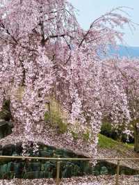 桜が有名なお花見スポット