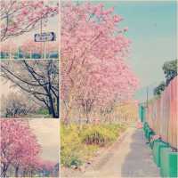 仿如置身日本賞櫻的恆明街公園🌸🌸