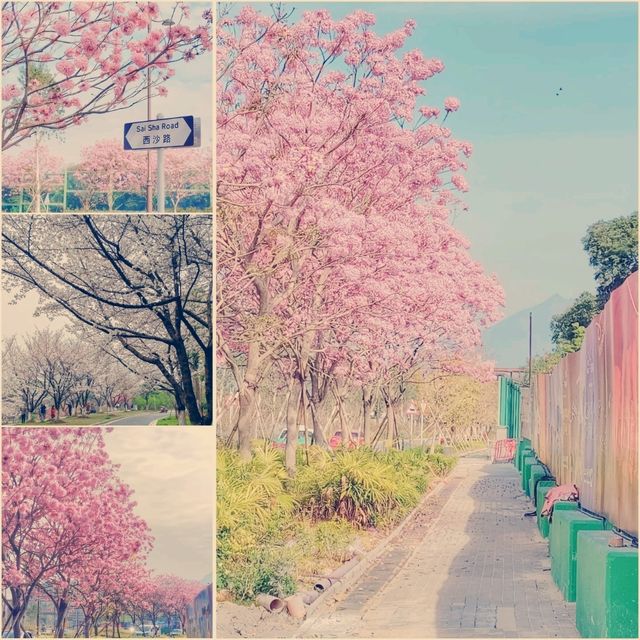 仿如置身日本賞櫻的恆明街公園🌸🌸