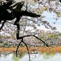 上野公園櫻花祭，池畔賞櫻野餐看祭典，浪漫又愜意！