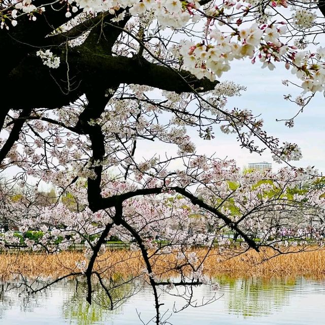 上野公園櫻花祭，池畔賞櫻野餐看祭典，浪漫又愜意！