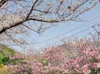 🌸 **釜山洛東堤防櫻花路遊覽觀賞分享** 🌸