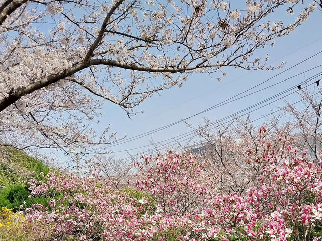 🌸 **釜山洛東堤防櫻花路遊覽觀賞分享** 🌸