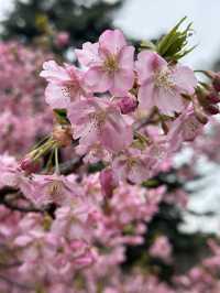 🌸Sakura Season Magic🌸: Where to See Japan’s Most Stunning Blooms