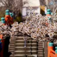 🌸 **垣生公園（Habu Park）櫻花觀賞遊覽分享** 🌸